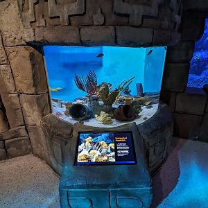 Great Mayan Reef - Redspotted hawkfish