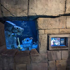 Great Mayan Reef - Goldentail moray eel