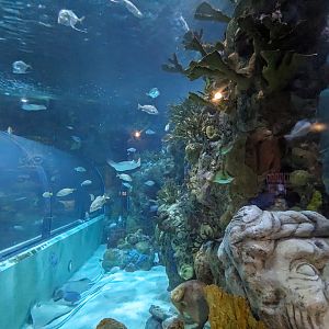 Great Mayan Reef - main tank and tunnel