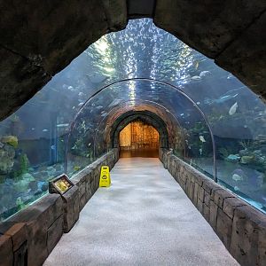 Great Mayan Reef - main tank and tunnel