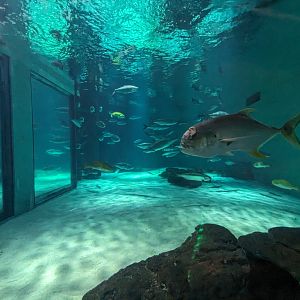 Gulf of Mexico - main tank