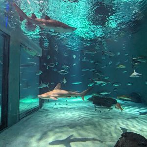 Gulf of Mexico - main tank (brown and Sand tiger sharks)