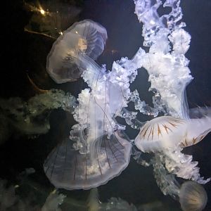 Gulf of Mexico - jellys