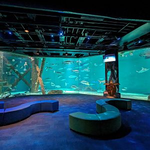 Gulf of Mexico - main tank