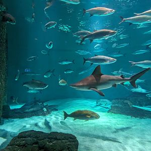 Gulf of Mexico - main tank