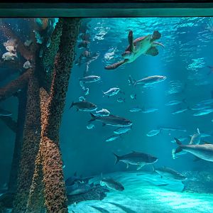 Gulf of Mexico - main tank