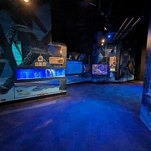 Gulf of Mexico - jellys