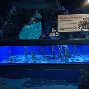 Gulf of Mexico -upside-down jellys