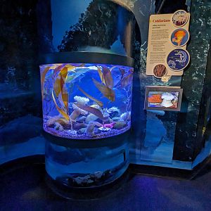 Gulf of Mexico - cnidarians