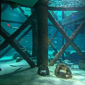 Gulf of Mexico - main tank