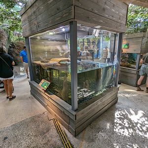 Down on the Bayou - "baby" alligators