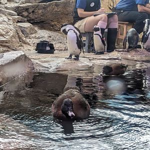 African Penguins and duck