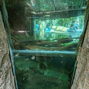 Amazon Rainforest - green anaconda