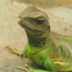 Chinese water dragon (Physignathus cocincinus), 2022-09-04