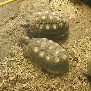 Red-footed tortoise (Chelonoidis carbonarius), 2022-09-04