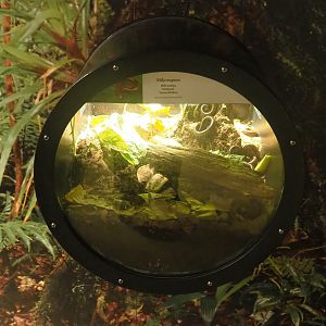 Spirostreptus brachycerus millipede terrarium, 2022-09-04