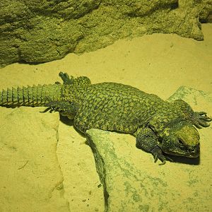 Moroccan spiny-tailed lizard (Uromastyx nigriventris), 2022-09-04