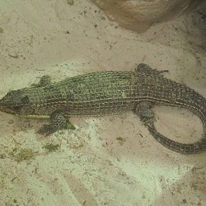 Sudan plated lizard (Broadleysaurus major), 2022-09-04