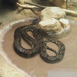 Reticulated python (Malayopython reticulatus), 2022-09-04