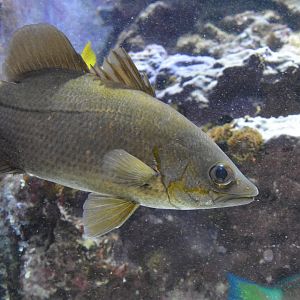 Waigieu seaperch (Psammoperca waigiensis)