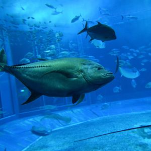 Black jack (Caranx lugubris)