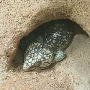 Western Shingleback (Tiliqua rugosa rugosa), 2022-09-04