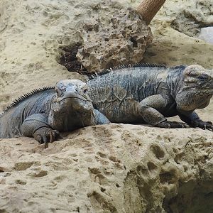 Hispaniolan rhinoceros iguanas (Cyclura cornuta cornuta), 2022-09-04