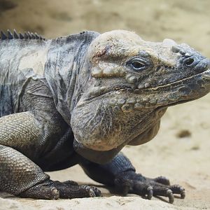 Hispaniolan rhinoceros iguana (Cyclura cornuta cornuta), 2022-09-04