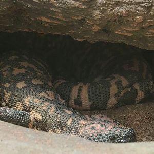 Gila monster (Heloderma suspectum), 2022-09-04
