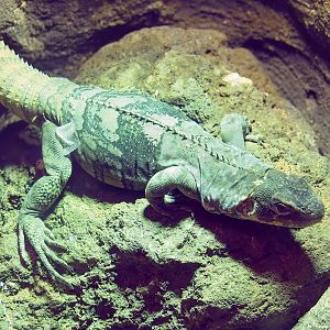 Motagua spiny-tailed iguana (Ctenosaura palearis), 2022-09-04
