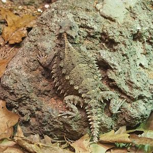 Giant horned lizard (Phrynosoma asio), 2022-09-04