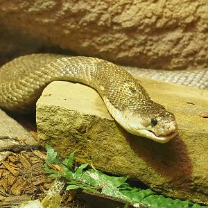 Monocled cobra (Naja kaouthia), 2022-09-04