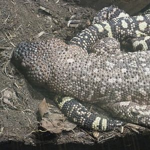 Rio Fuerte beaded lizard (Heloderma exasperatum), 2022-09-04