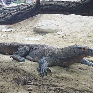 Komodo dragon (Varanus komodoensis), 2022-09-04