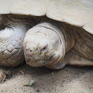 African spurred tortoise (Centrochelys sulcata), 2022-09-04