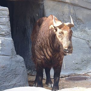 Mishmi takin (Budorcas taxicolor taxicolor), 2022-09-04