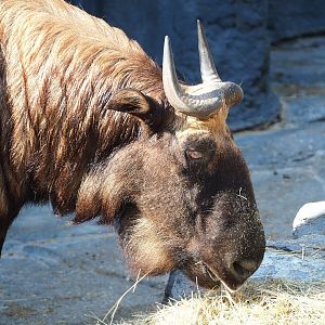 Mishmi takin (Budorcas taxicolor taxicolor), 2022-09-04