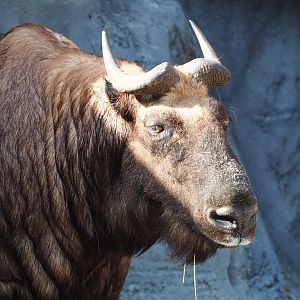 Mishmi takin (Budorcas taxicolor taxicolor), 2022-09-04