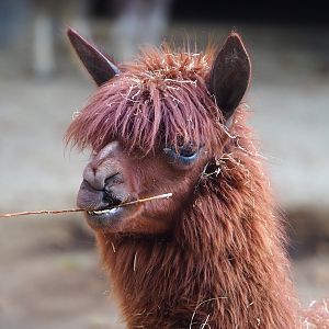 Alpaca (Vicugna pacos), 2022-09-04