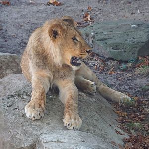 Young male African lion (Panthera leo), 2022-09-04