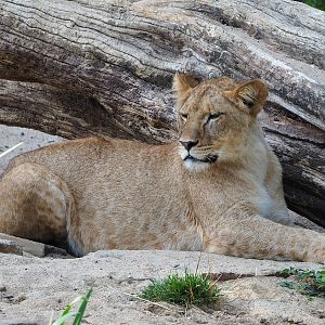 Young female African lion (Panthera leo), 2022-09-04