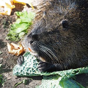 Nutria (Myocastor coypus), 2022-09-04