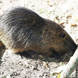 Nutria (Myocastor coypus), 2022-09-04