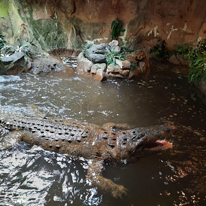 Wooly Bill Side View