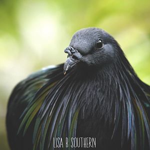 nicobar pigeon