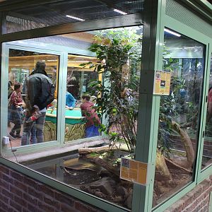 Enclosure Cane toad / Australian water dragon