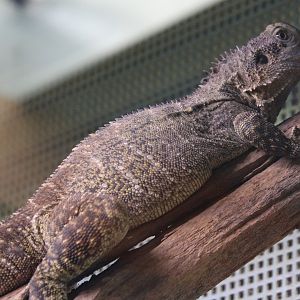 Australian water dragon