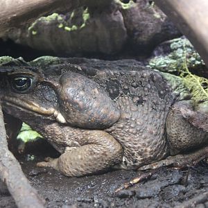 Cane toad