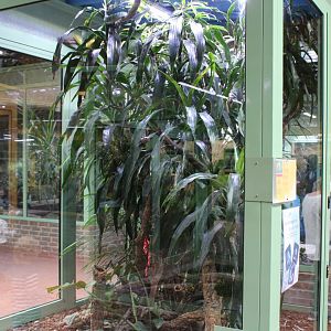 Enclosure Green mamba