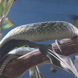 Green mamba - Dendroaspis viridis